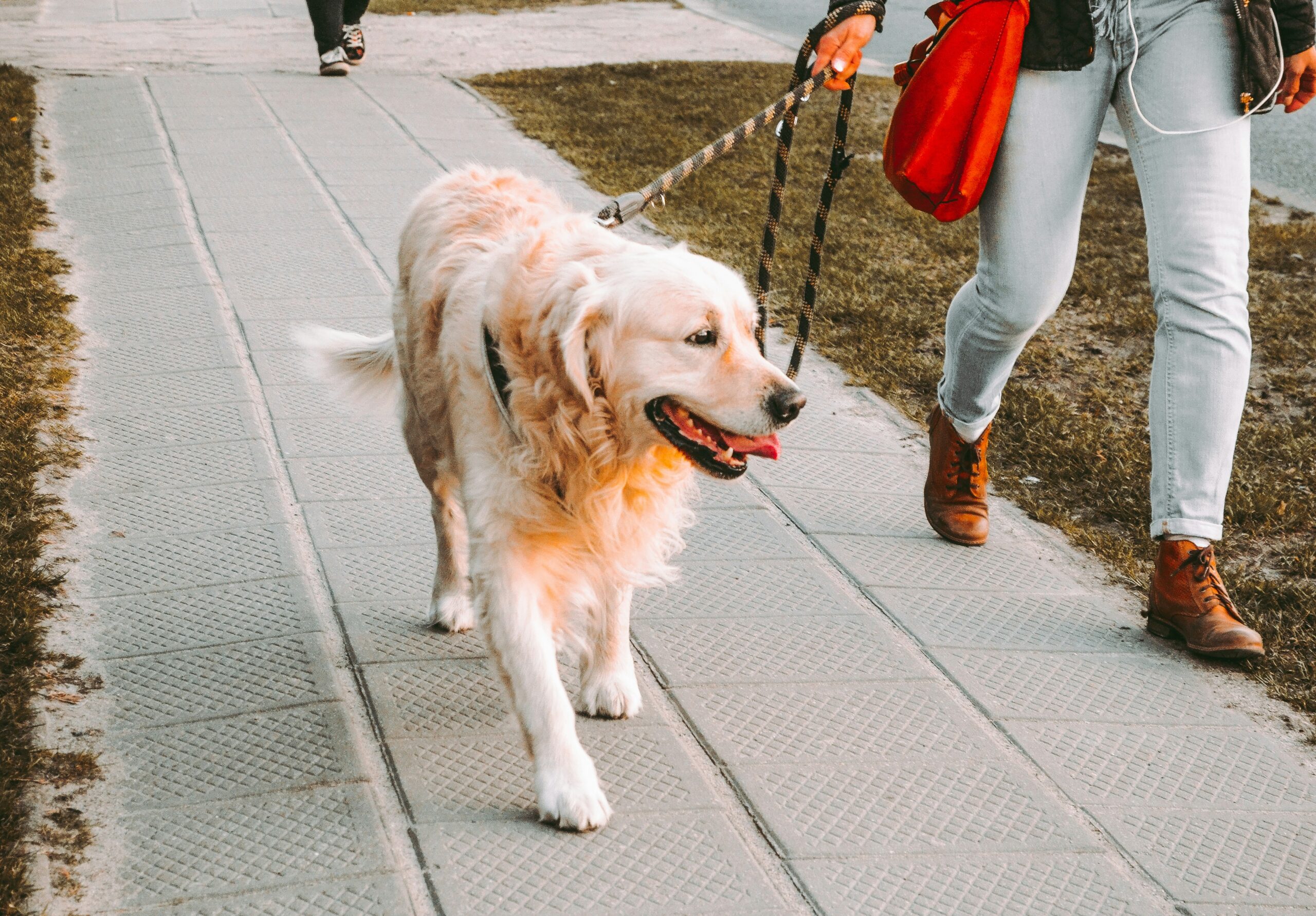person walking a dog with text "Dog Walking Serving Scottsdale, Phoenix, and Paradise Valley."