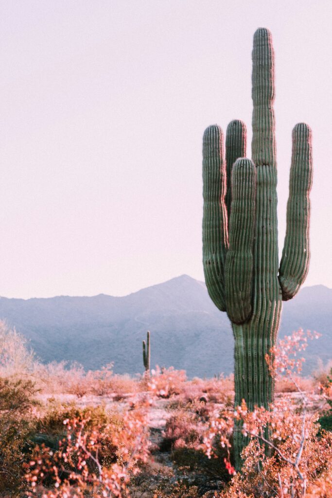 Phoenix Arizona landscape with cactus and mountains