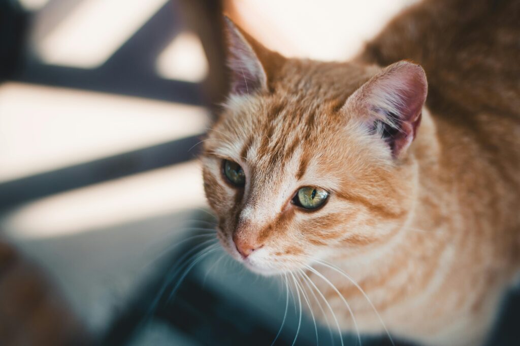 Curious ginger cat lounging indoors, showcasing a relaxed and content expression – perfect representation of personalized pet sitting Camelback East Village.