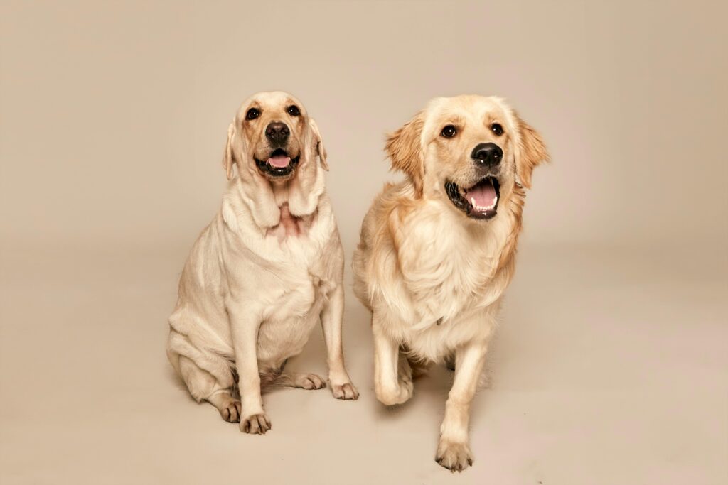 wo adorable dogs sitting on a white background, highlighting the companionship and care pets receive with Camelback East Village pet sitting services.