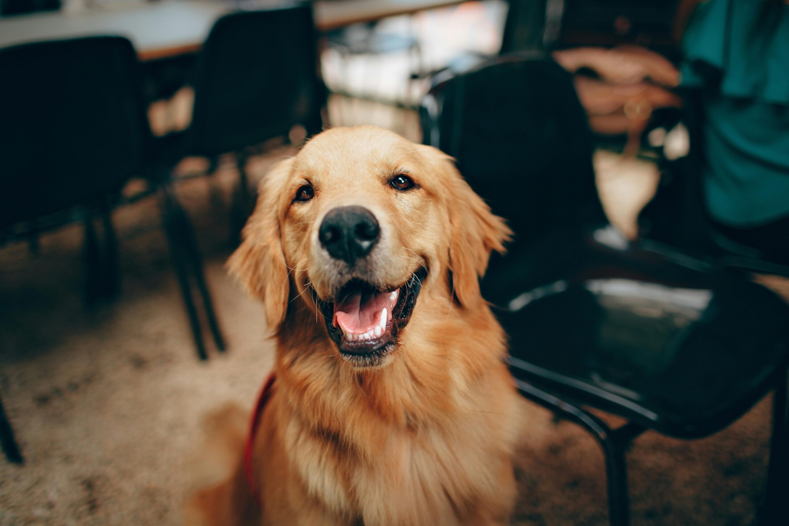 Short-coated tan dog with a gentle expression sitting outdoors, embodying the care and attention provided by pet sitting Camelback East Village.